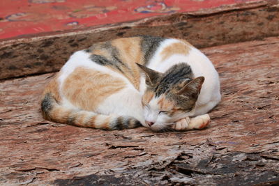 Close-up of a cat sleeping