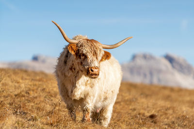 Highland cattle on meadov in the italian dolomites near val gardena.