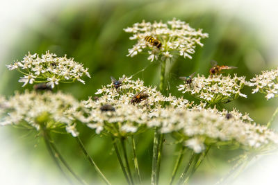 Close-up of bee on white flowers
