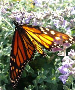 Close-up of butterfly pollinating on flower