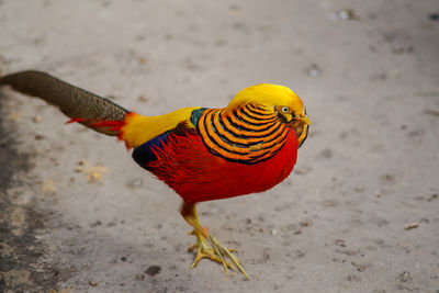 High angle view of parrot