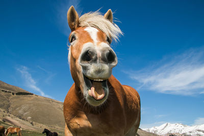 Low angle portrait of horse against blue sky
