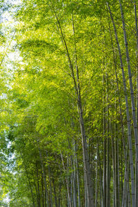 Low angle view of bamboo trees in forest