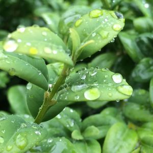 Close-up of water drops on leaf