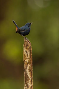 Close-up of bird perching on wooden post