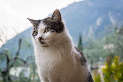 Portrait of cat sitting outdoors