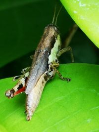 Close-up of insect
