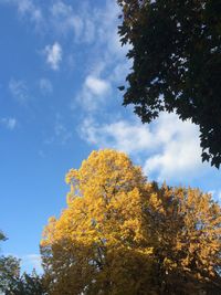 Low angle view of tree against cloudy sky