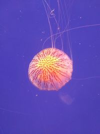 Close-up of jellyfish swimming in sea