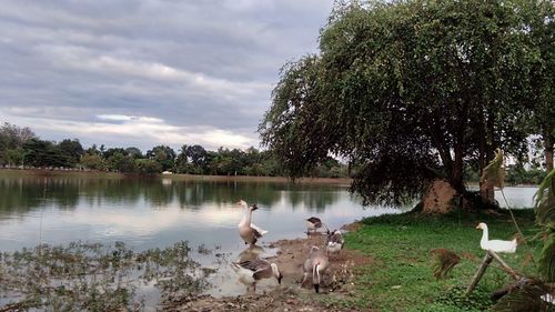 View of swans in calm lake