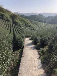 Scenic view of vineyard against sky