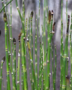 Close-up of bamboo plants