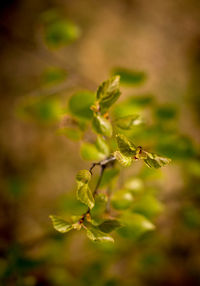 Close-up of insect on plant