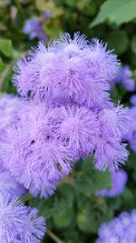 Close-up of purple flowers blooming outdoors