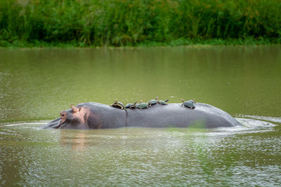 Turtles on hippopotamus in lake at forest