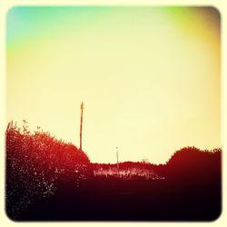 View of trees against clear sky