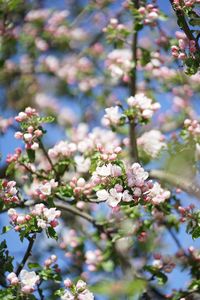 Close-up of cherry blossoms in spring