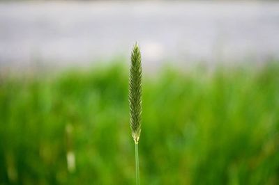 Close-up of plant growing on field