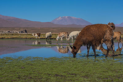 Llamas grazing by lake against mountains