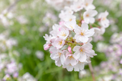 Close-up of cherry blossom