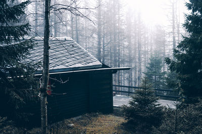 Rainy and foggy days in the wood