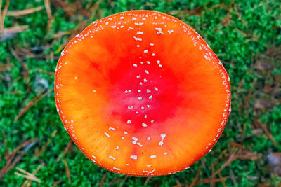 Close-up of fly agaric mushroom on field