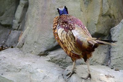 Bird perching on rock