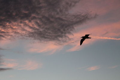 Low angle view of silhouette bird flying against sky