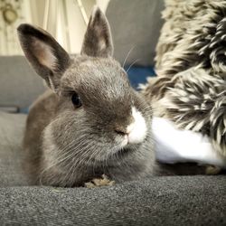 Close-up portrait of a rabbit