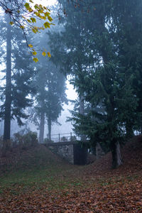 Trees in forest during autumn