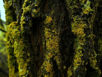 Close-up of tree trunk in forest