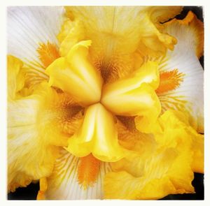 Close-up of yellow flower