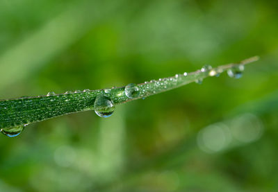 Close-up of water drops on blade of plant