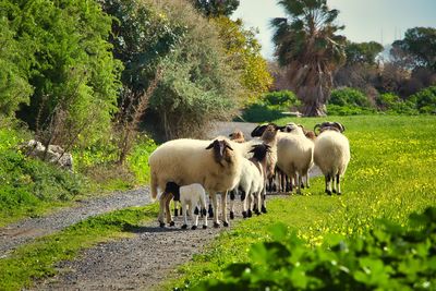 Sheep in a field