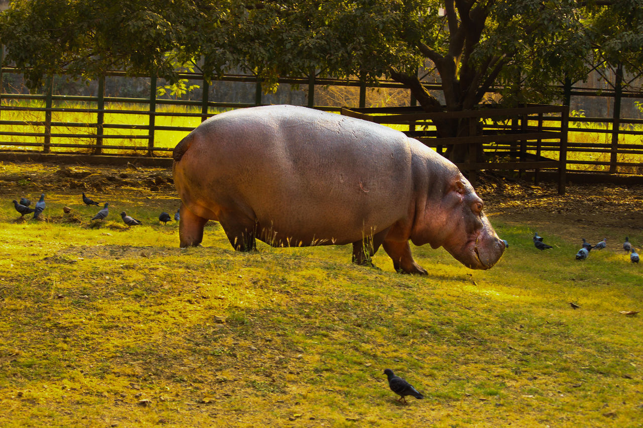 Mumbai Zoo (Veermata Jijabai Udya