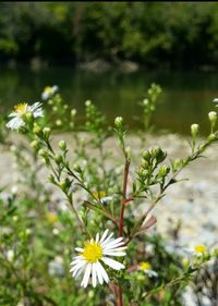 Close-up of white daisy blooming outdoors