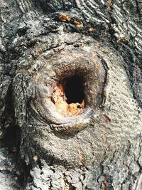 Full frame shot of tree trunk