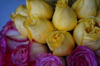 Full frame shot of yellow flowers