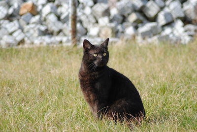 Portrait of cat sitting on field