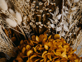 Close-up of wilted plant