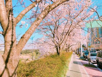 Road passing through forest