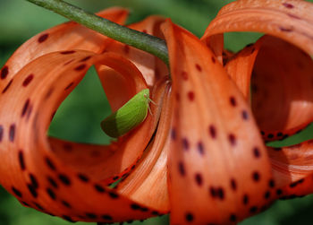 Close-up of flower