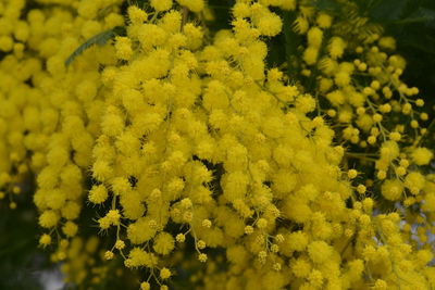 Close-up of yellow flowers