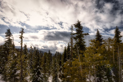 Low angle view of pine trees against sky