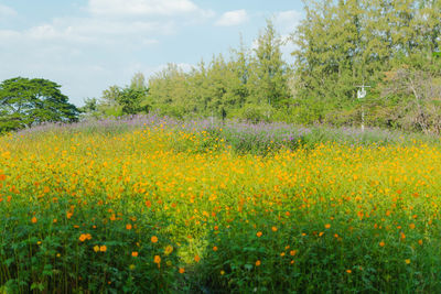 Scenic view of flowering plants on field against sky