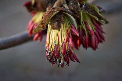 Close-up of wilted flower