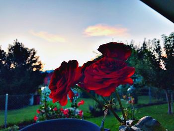 Close-up of red rose on field against sky