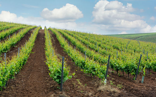 Scenic view of vineyard