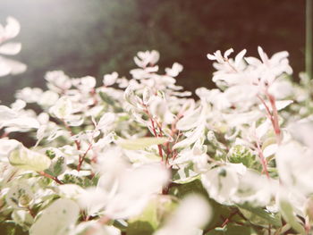 Close-up of white flowering plants