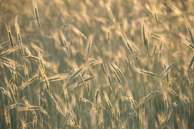 Close-up of stalks in field